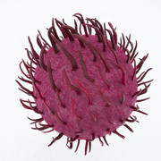 HornIld (2005)-lightbox.jpg HornIld (2005)-lightbox.jpg