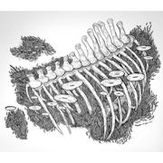 Tattoo Drawing Elizabeth Lent Tattoo Drawing Elizabeth Lent