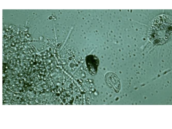Biemann, U. (2016). Microbes [Photograph]. Still from Subatlantic