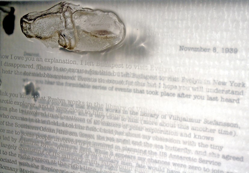 Hersko, J. (2008). Silicone Portrait of Pteropods with Anna Schwartz’s letter (from the scientific notebooks of       Anna Schwartz [Photograph]