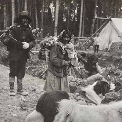 Dog Packs