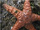 Ochre sea star.stock-1.JPG