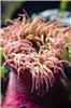 Christmas sea anemone.stock.JPG