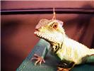 Chinese water dragon.stock.jpg