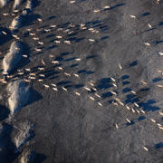 2015_Florian_Schultz_Caribou_Herd_2.jpg 2015_Florian_Schultz_Caribou_Herd_2.jpg