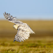2015_Florian_Schultz_snowy_owl.jpg 2015_Florian_Schultz_snowy_owl.jpg
