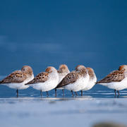2015_Florian_Schultz_Western_Sandpipers.jpg 2015_Florian_Schultz_Western_Sandpipers.jpg