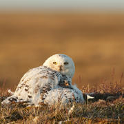 2015_Florian_Schultz_snowy_owl_2.jpg 2015_Florian_Schultz_snowy_owl_2.jpg