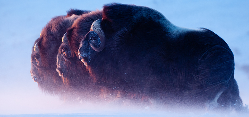 Musk Oxen