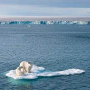2015_Florian_Schulz_PolarBears.jpg 2015_Florian_Schulz_PolarBears.jpg