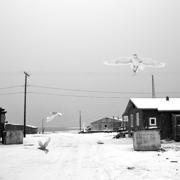 Lily Weed's Kaktovik Gulls.jpg Lily Weed's Kaktovik Gulls.jpg
