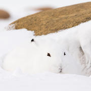2016_Camouflage_06.jpg 2016_Camouflage_06.jpg