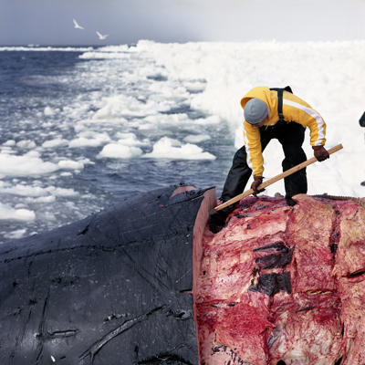 Randy cutting up the whale