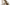 9.4BristleconePine_Elders-Doc.jpg