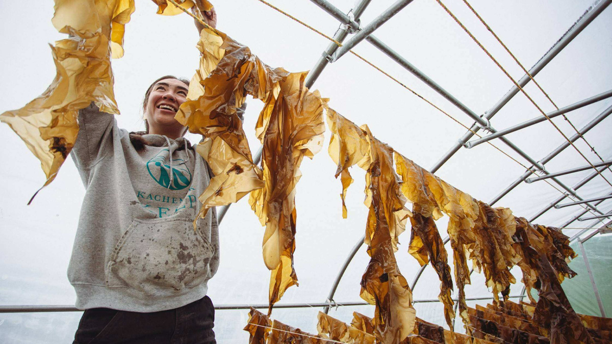 Urban Harvest: Bringing Kelp into Your Kitchen